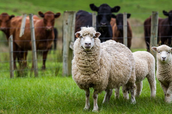 Farm Hand – Livestock & Tractor Driving